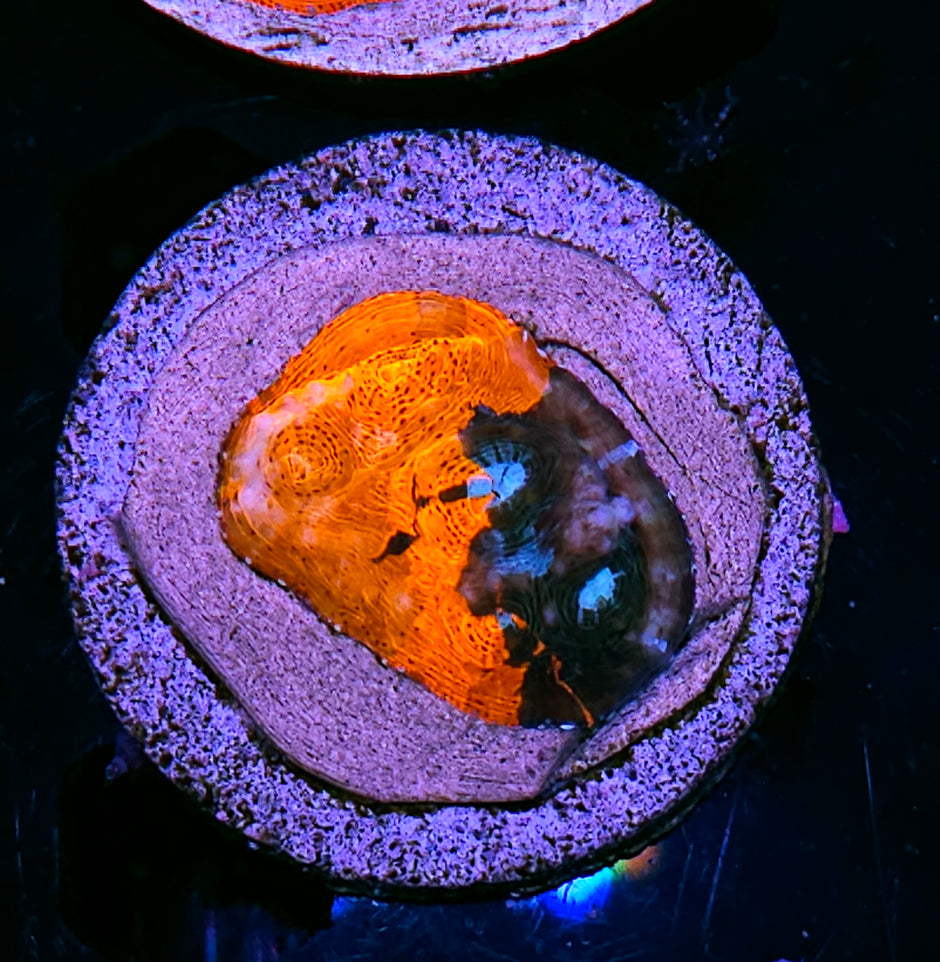 HF Carnage 2 Face Rainbow Chalice Colony