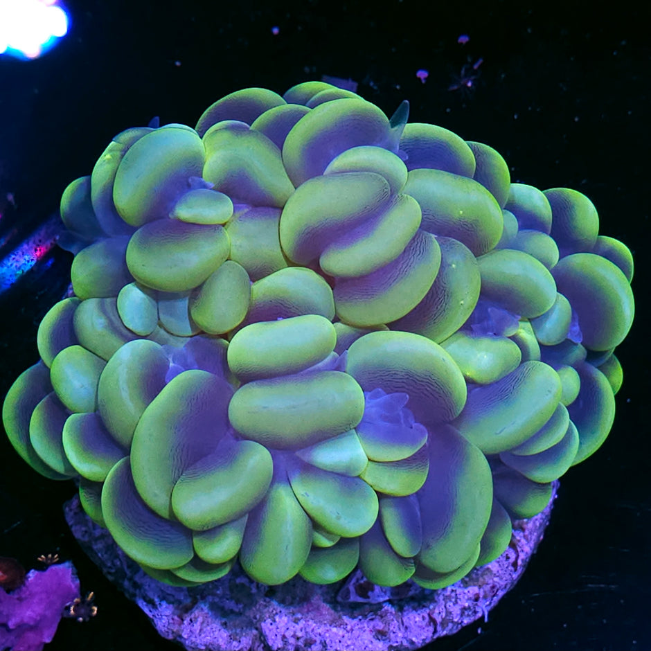 Big Bad Ass Bubble Coral