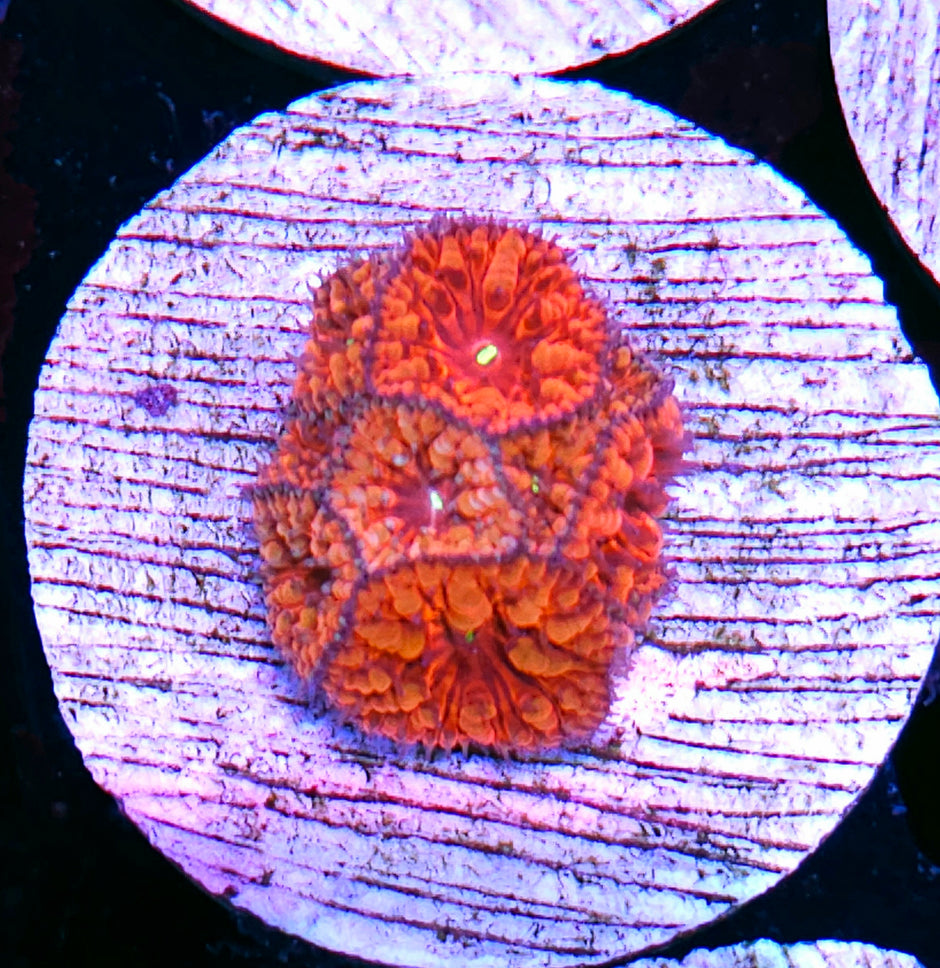Cherry Bomb Indonesian Blasto Colony