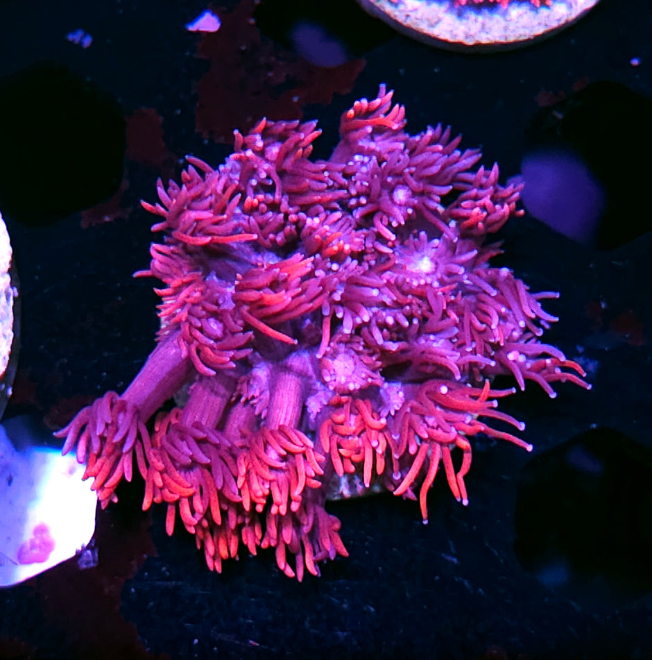 DR Confetti Goniopora Colony