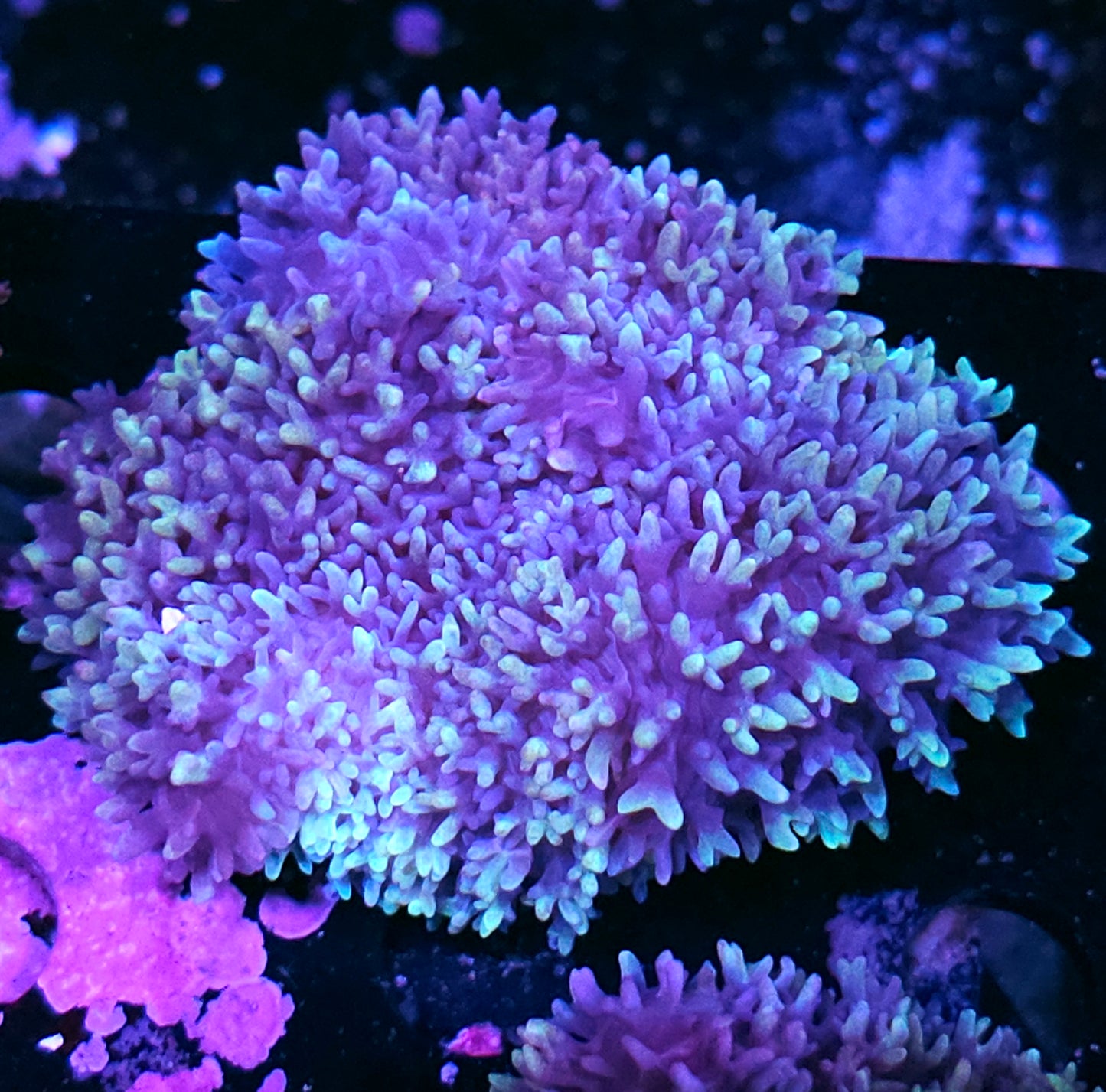 4" Aladdins Carpet Mushroom