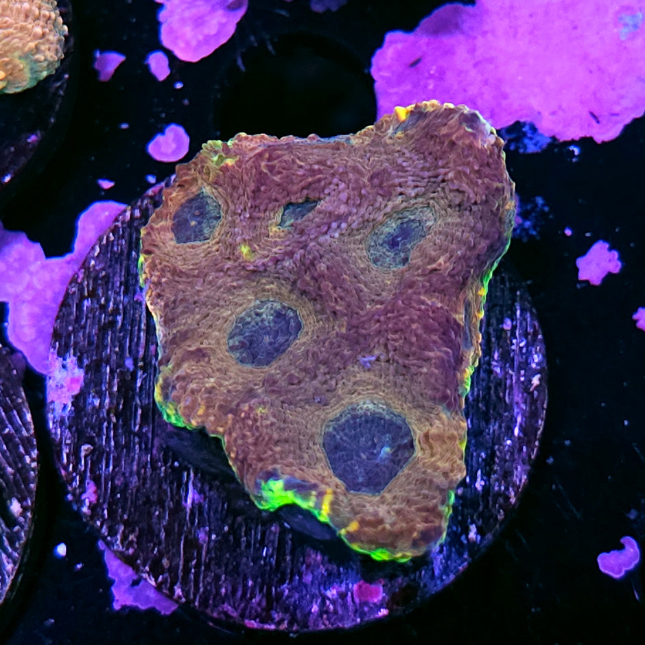 Stained Glass Acan Echinata