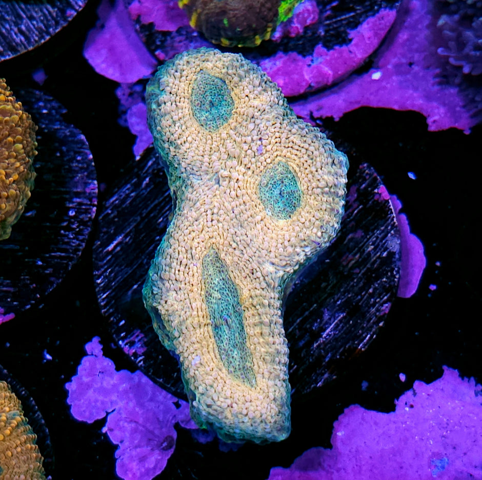 Ghost Peach Acan Echinata