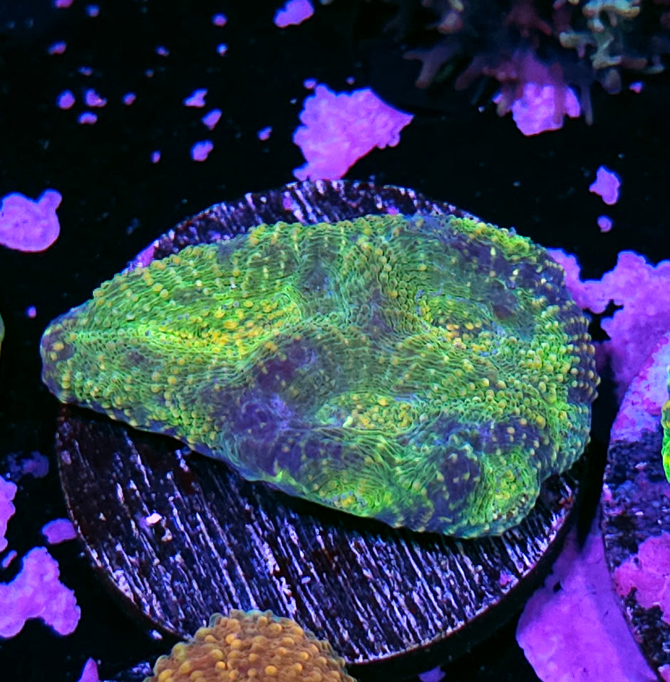 Gammatron Acan Echinata