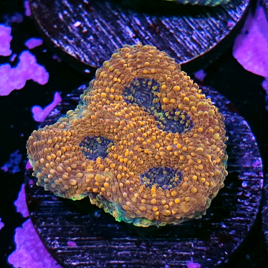 Golden Dragon Acan Echinata