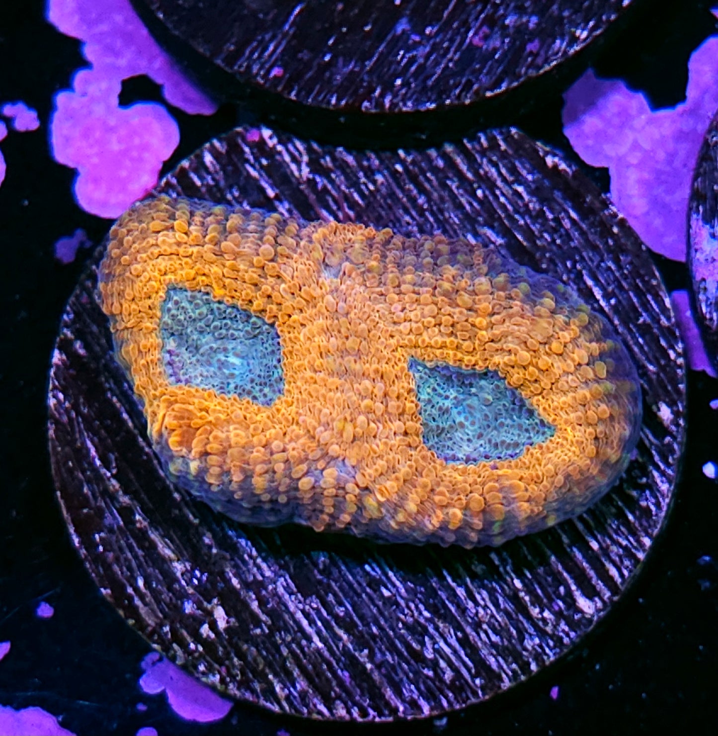 Annoying Orange Acan Echinata