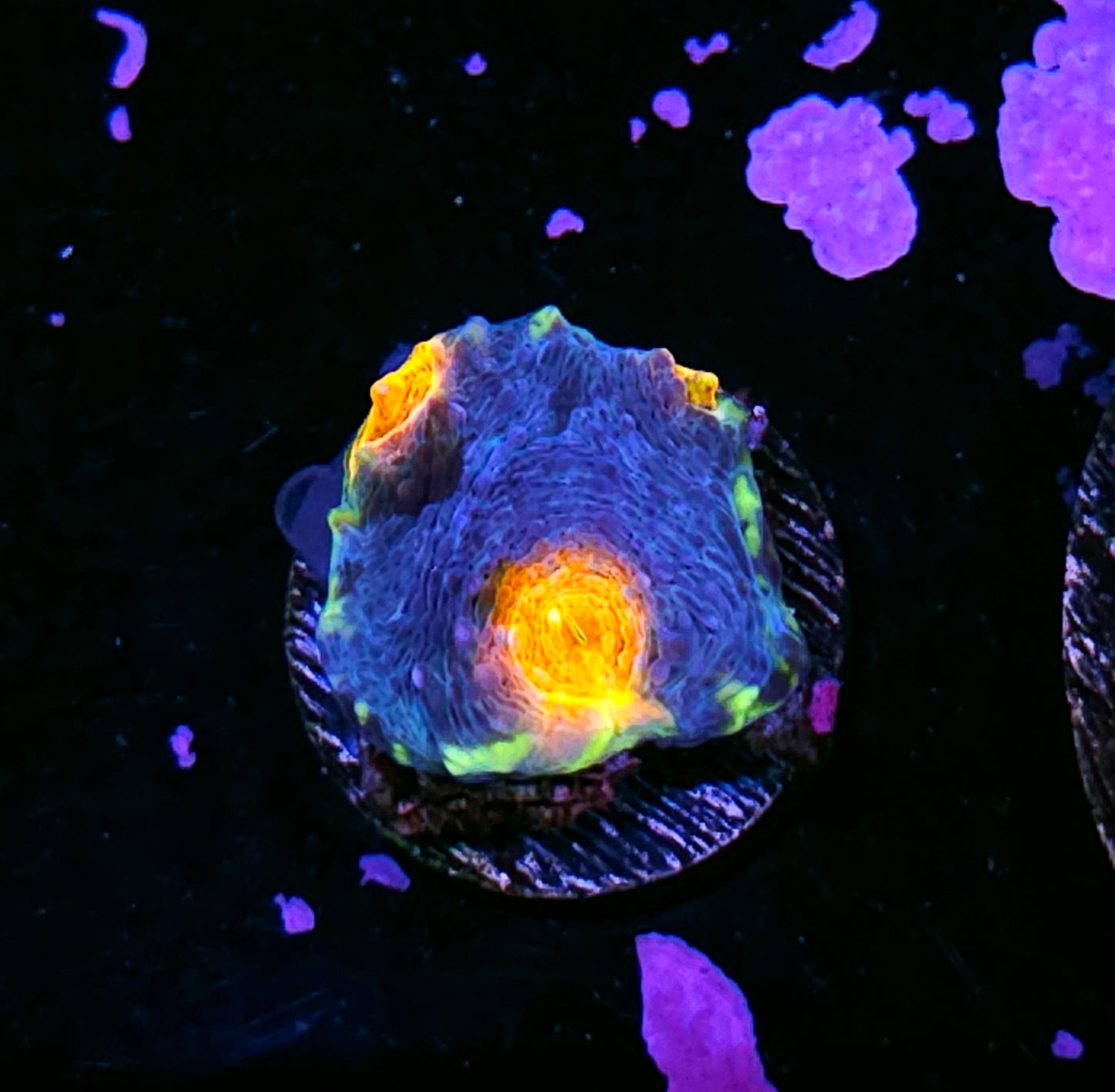 Fyre Island Acan Echinata