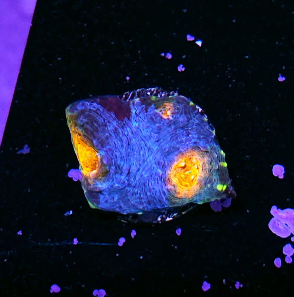 Fyre Island Acan Echinata