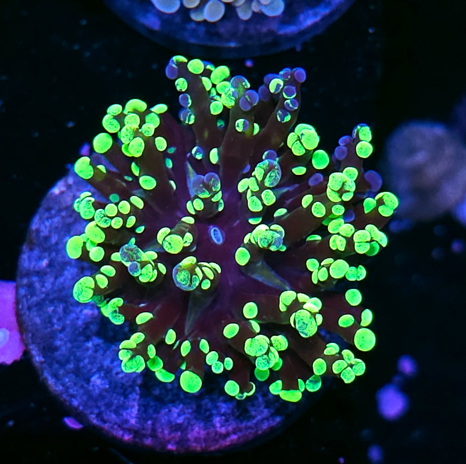 Blue Splatter Grafted Frogspawn