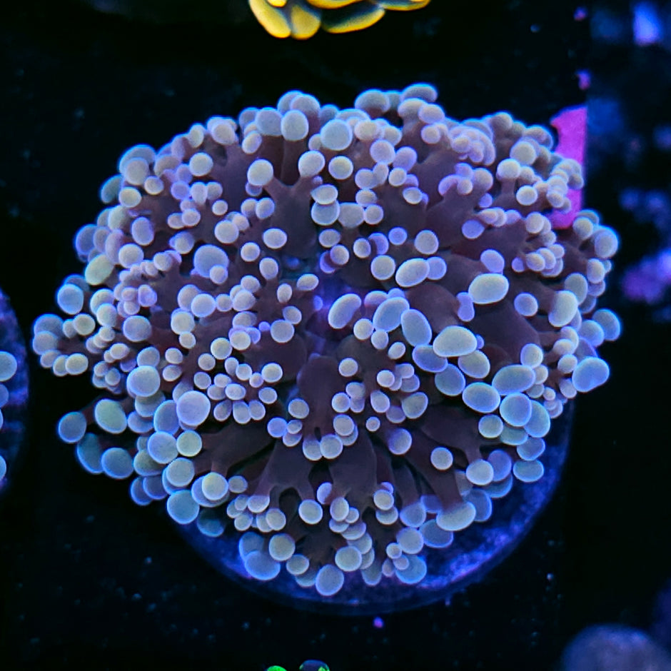 Maleficent Frogspawn