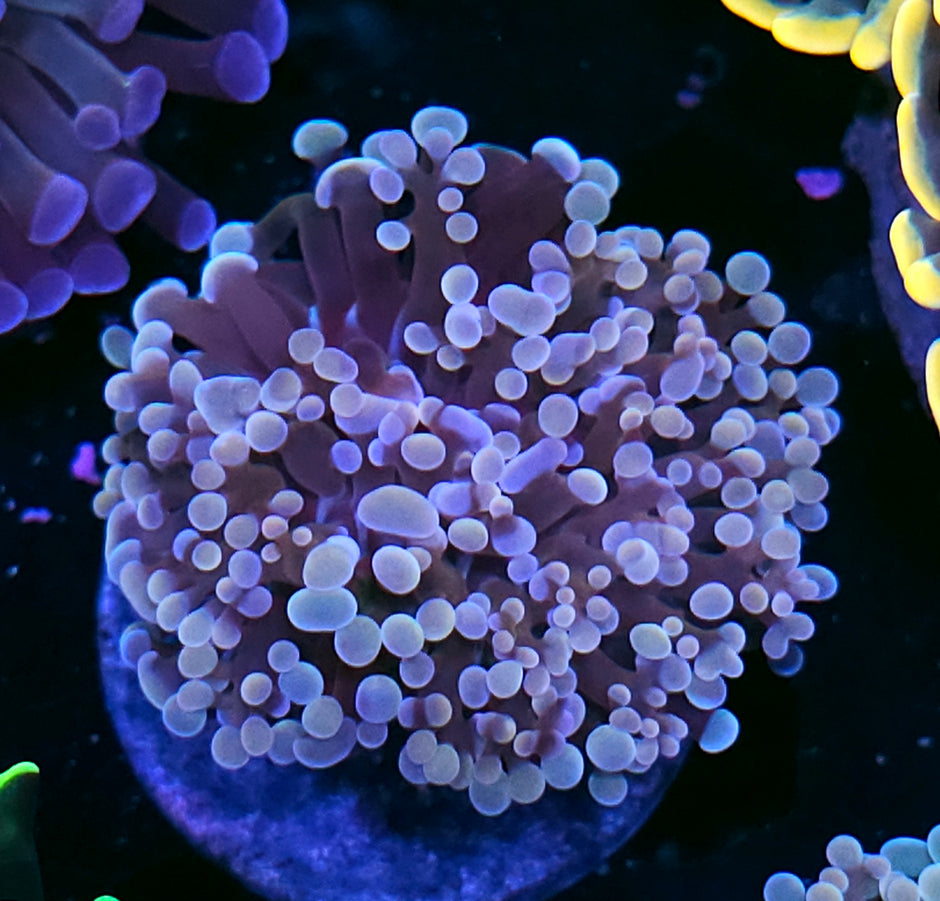 Maleficent Frogspawn