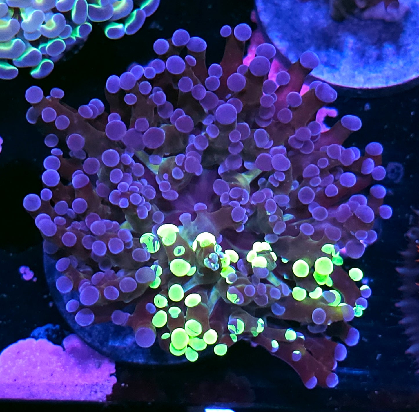 Holy Grafted Frogspawn