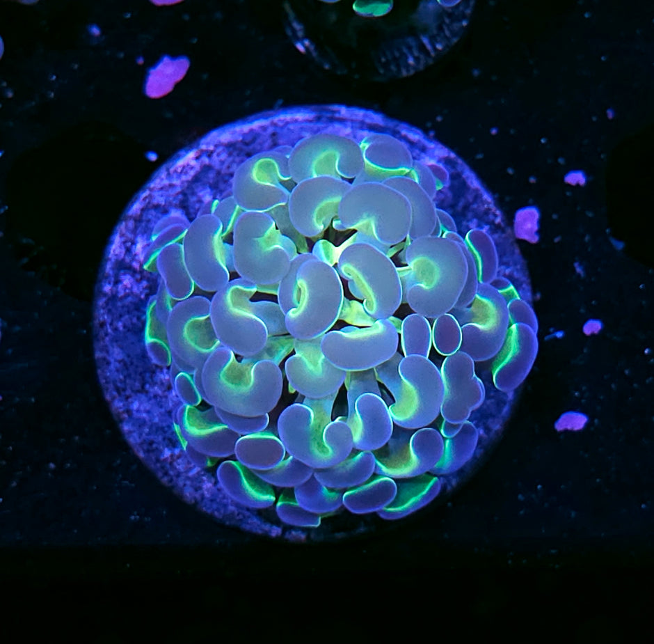 Hellfire Hologram Branching Hammer