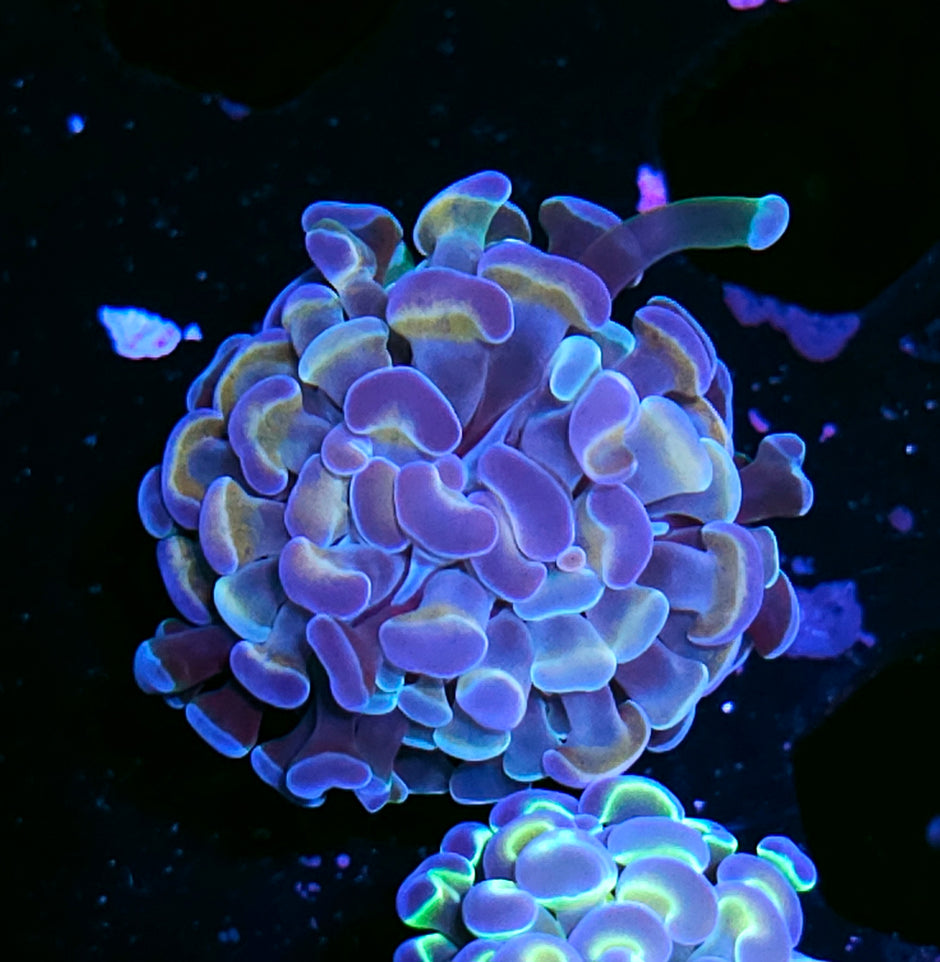 Rainbow Hologram Branching Hammer