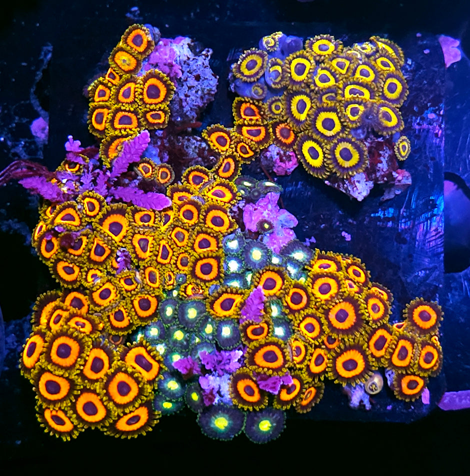 Funhouse NGPH and Flash Bang Zoa Colony