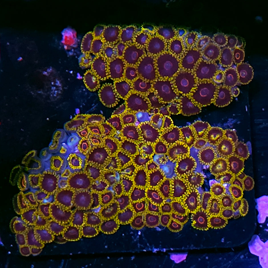 Angry Hornet Zoa Colony