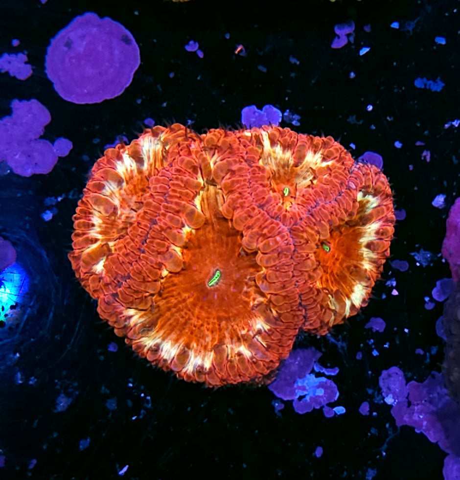 Shockwave Indonesian Blasto Colony