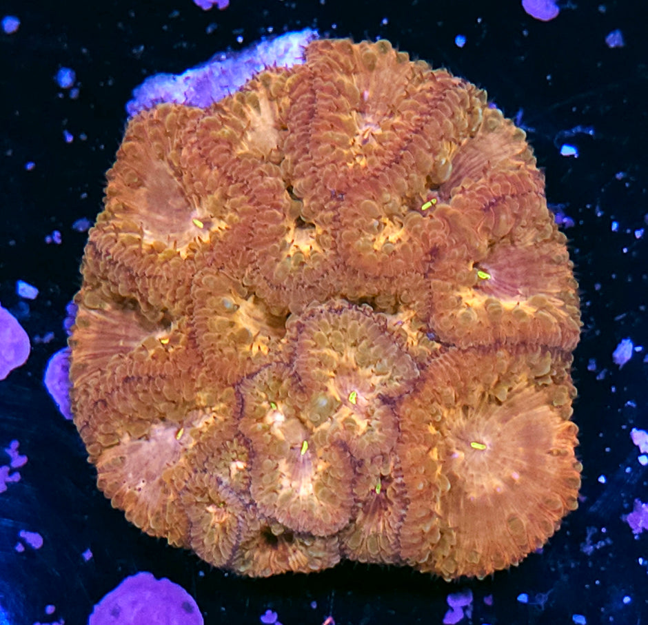 Peach Rainbow Hologram Indonesian Blasto Colony