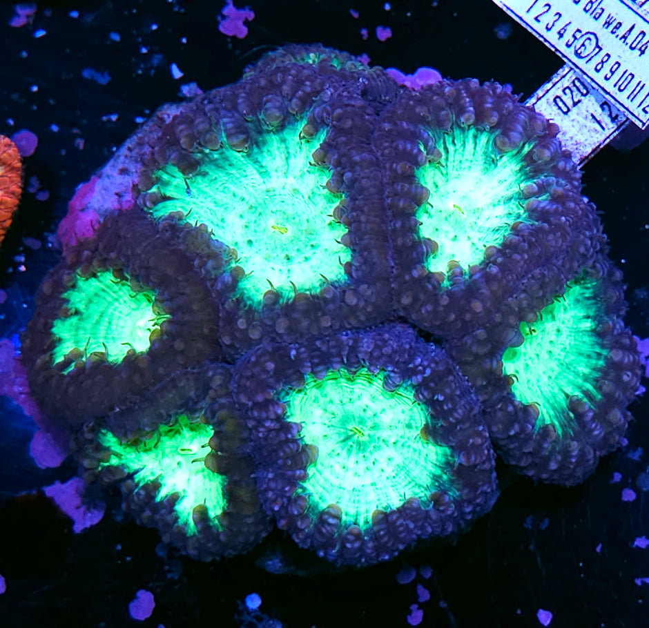 Giant Head Star Reaper Indonesian Blasto Colony