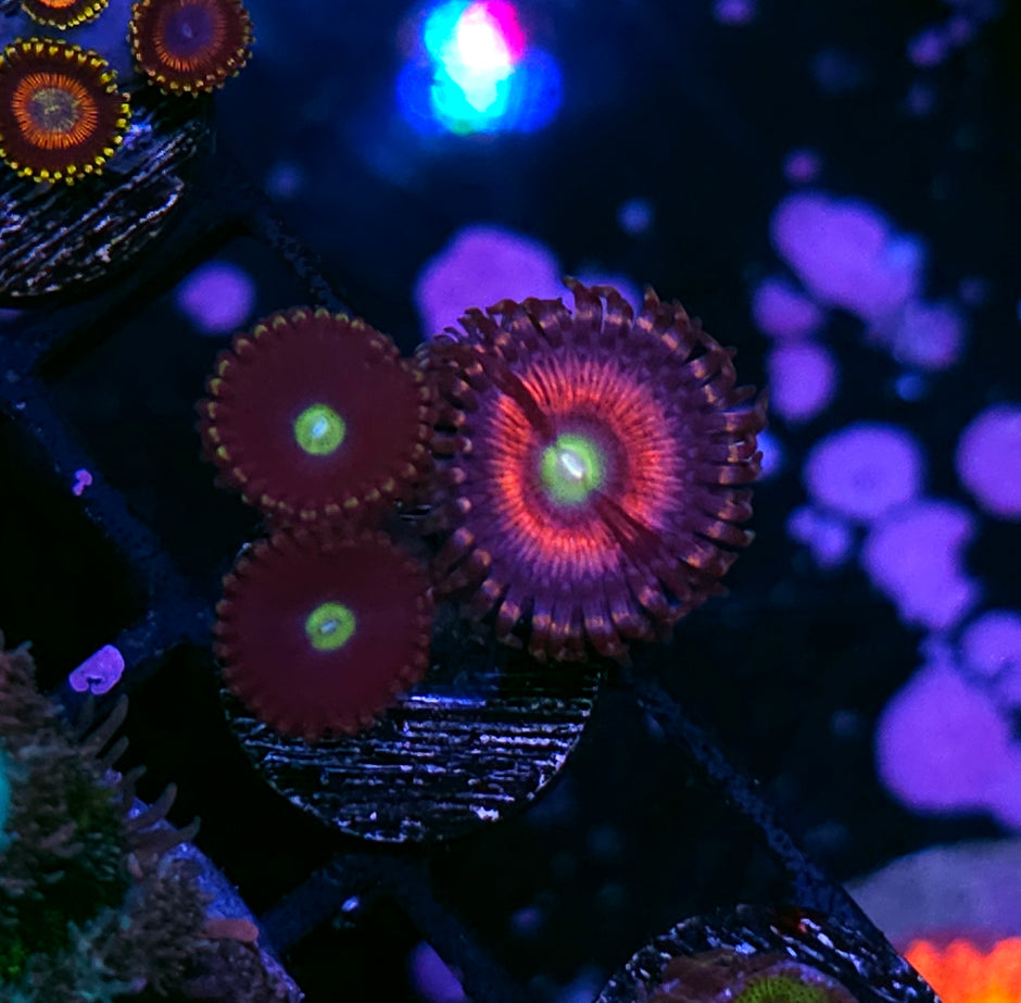Gucci Gang Mix Zoas