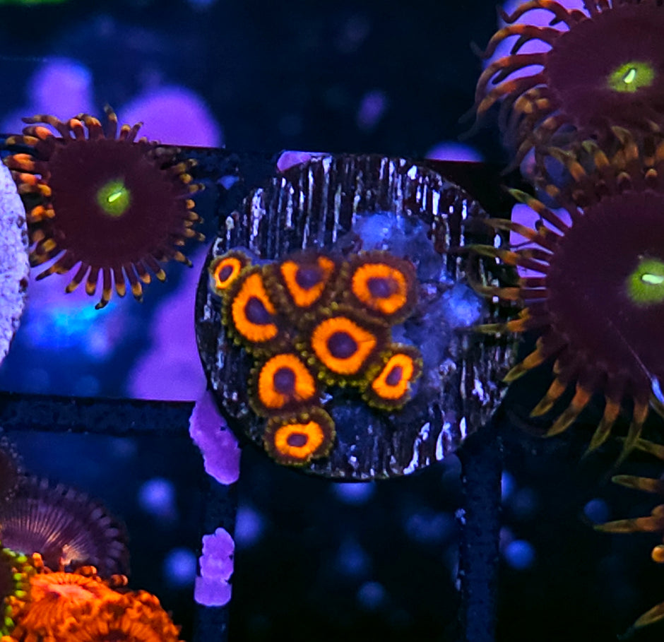 Funhouse Zoas