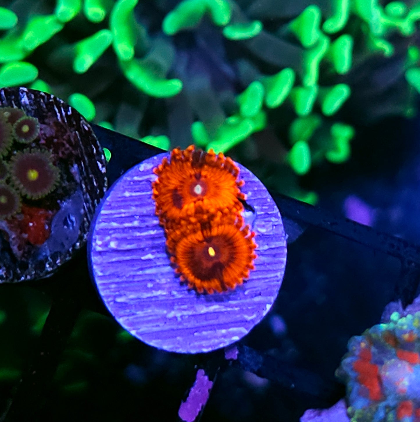DR Hellboy Zoas