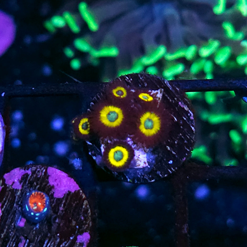HF Bellladonna Zoas