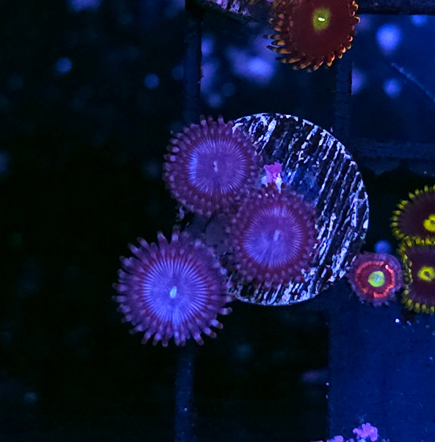 Blues Clues Zoas