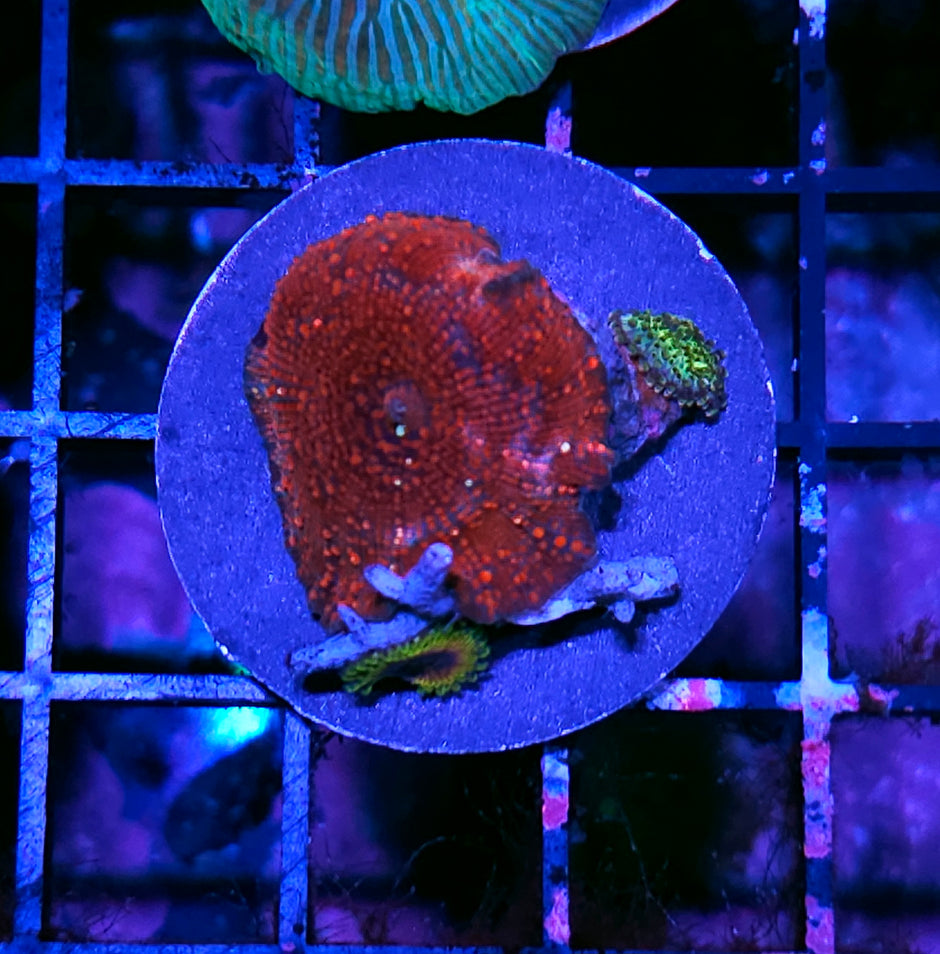 Darth Maul Pirates Blood Zoa mix
