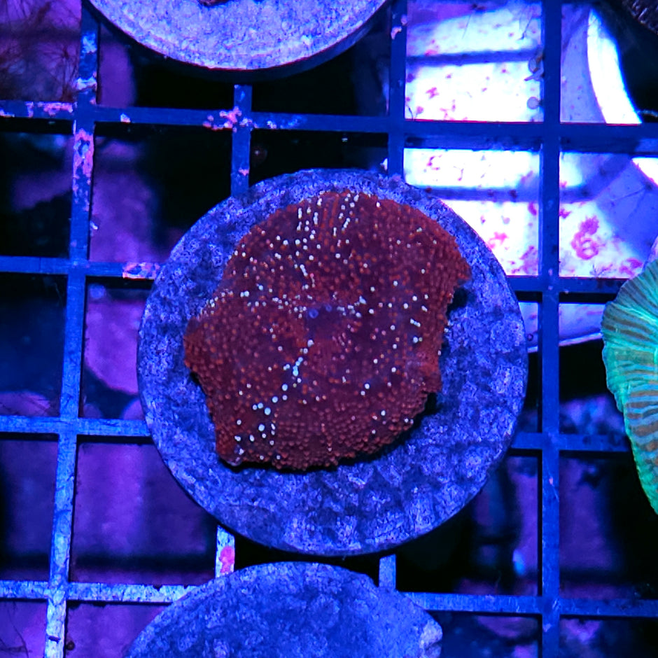 Red Devil Mushroom