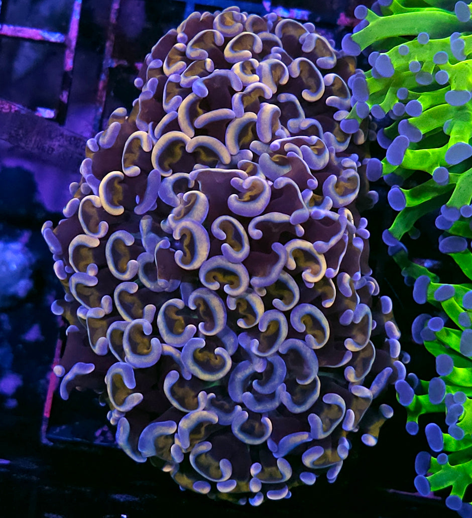 Golden Pink Tip Bronze Wall Hammer