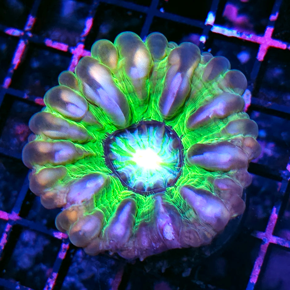 Mystic Ora Cynarina