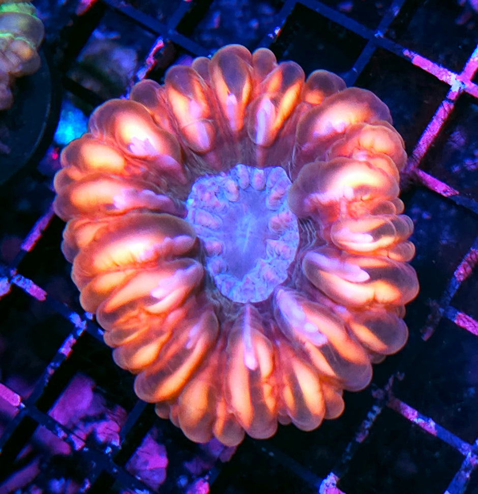Radiation Flame Cynarina