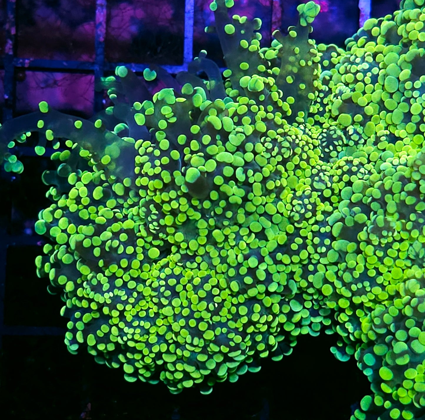 King Kobe Yayemensis