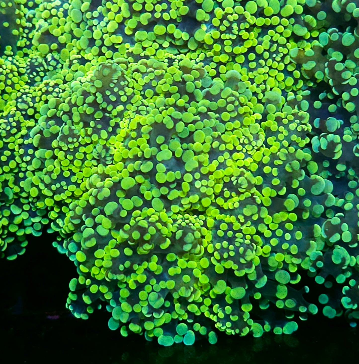 King Kobe Yayemensis