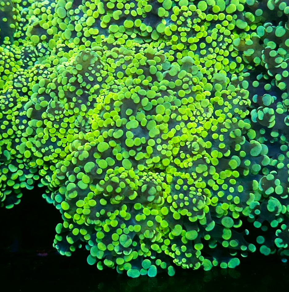 King Kobe Yayemensis