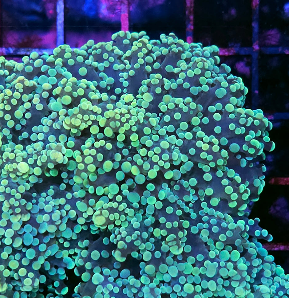 Utopia Yayemensis