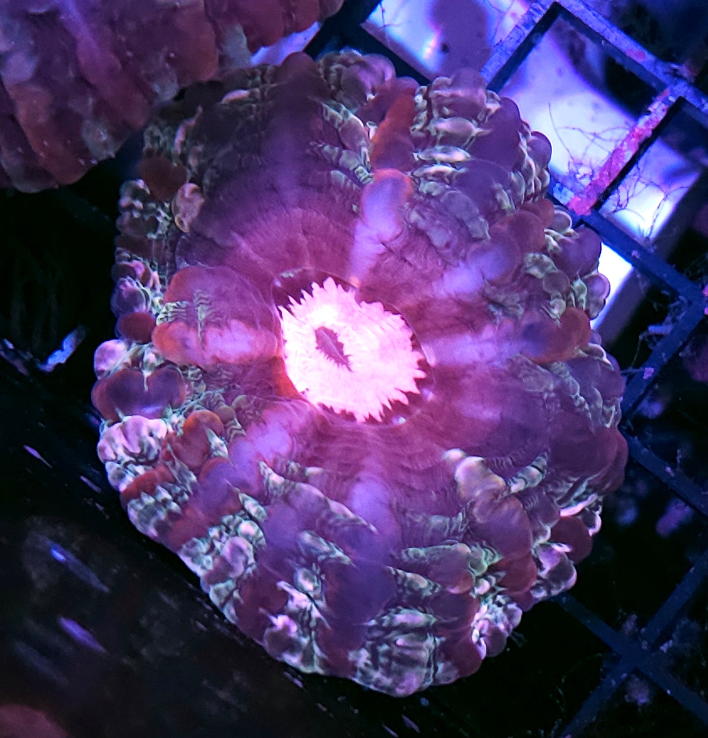 Sexy Indophyllia