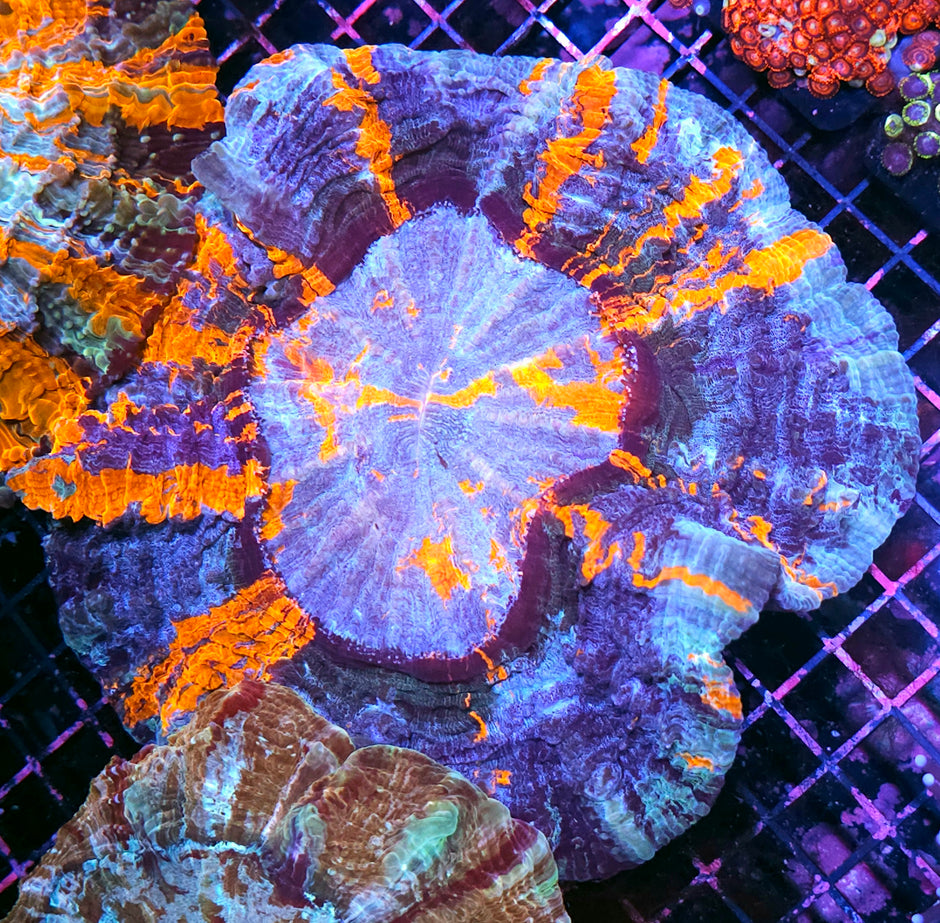 Holy Moly Acanthophyllia