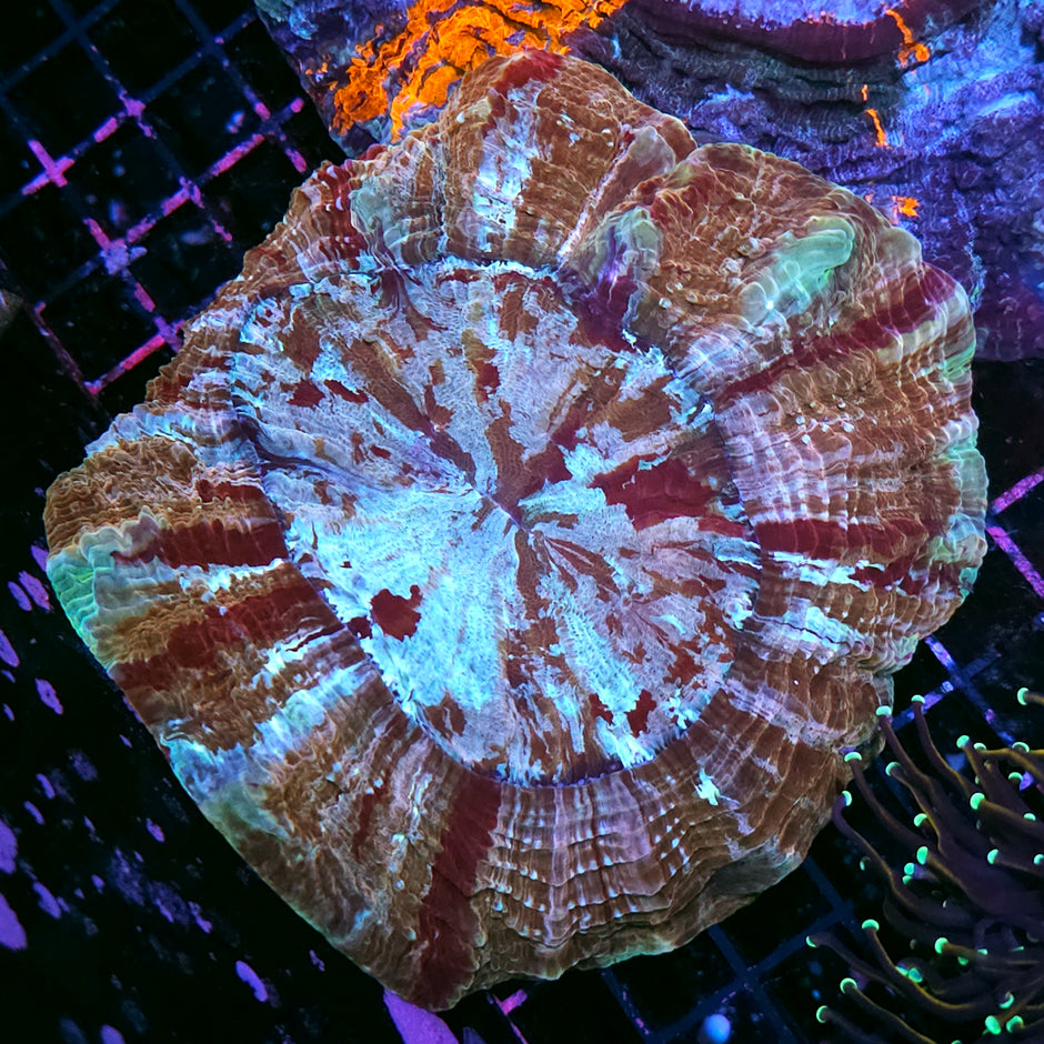 Frosted Rainbow Acanthophyllia
