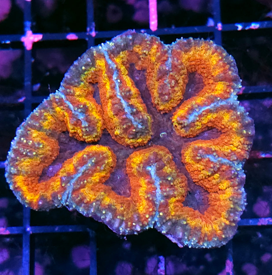 Insane Rainbow Symphyllia