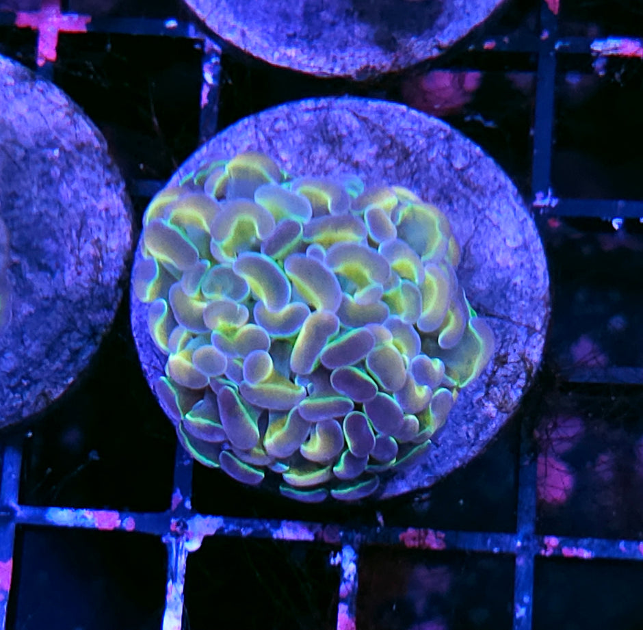 Rainbow Hologram Branching Hammer