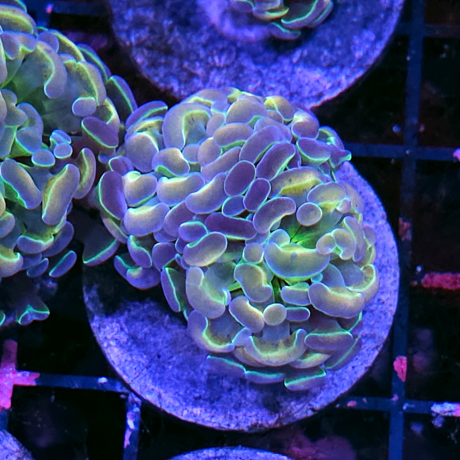 Double Rainbow Hologram Branching Hammer