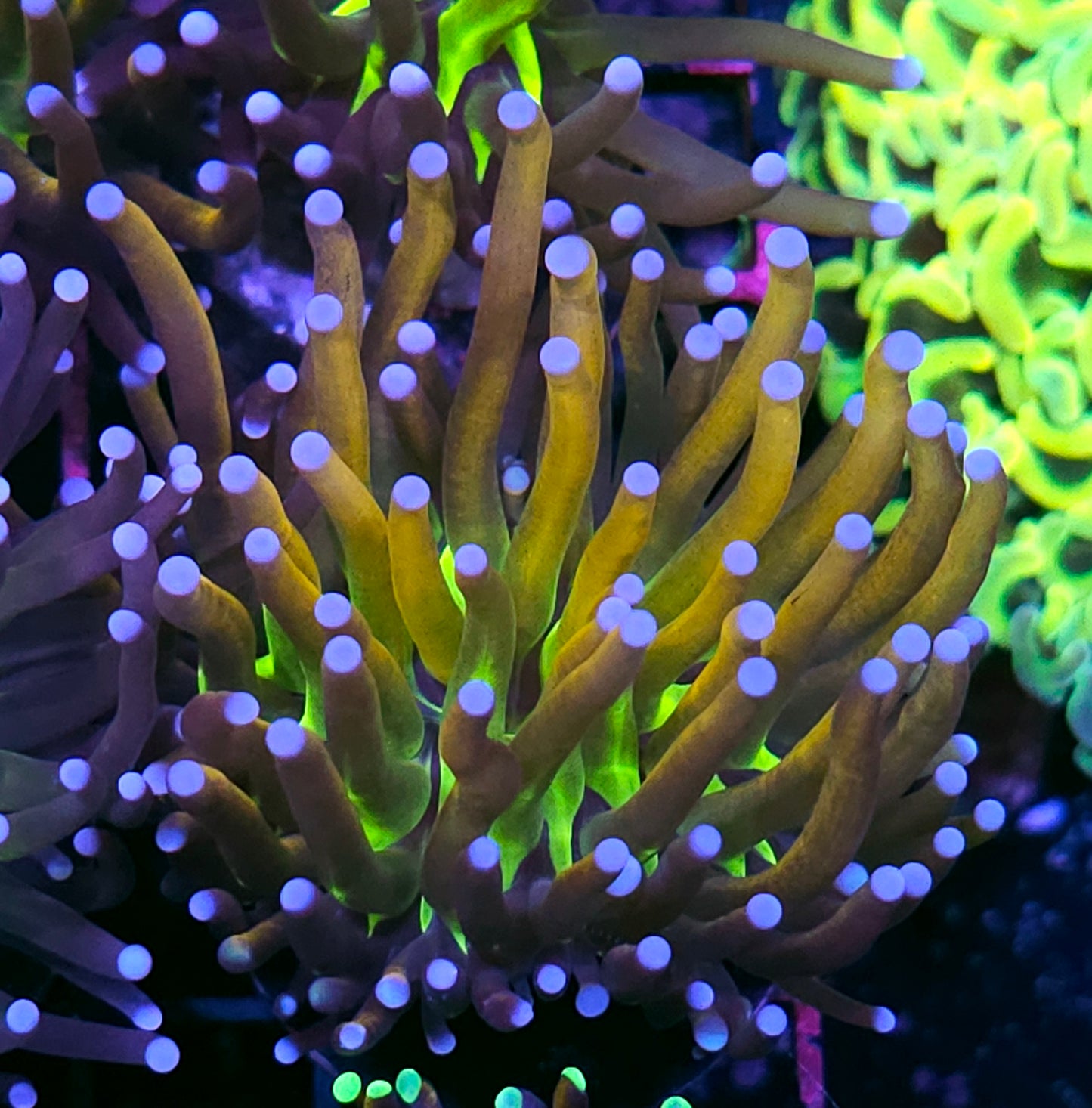 HF Tigernana Torch