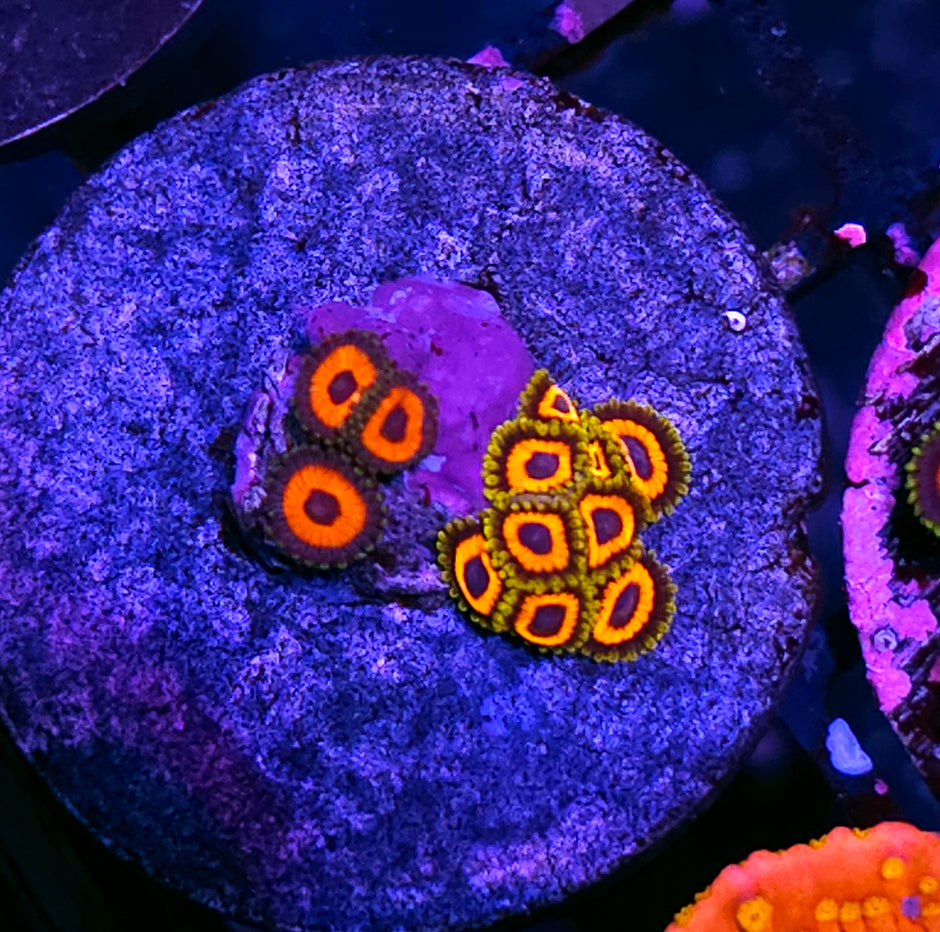 Funhouse Zoa Mix
