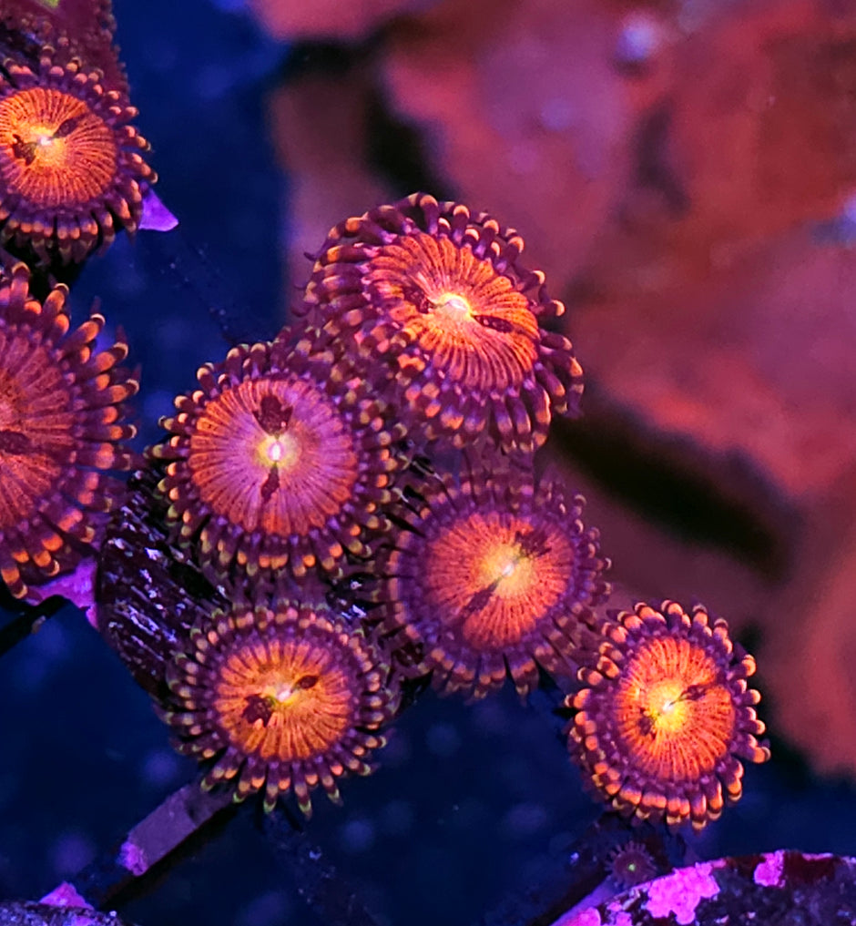 Pharoah Zoas