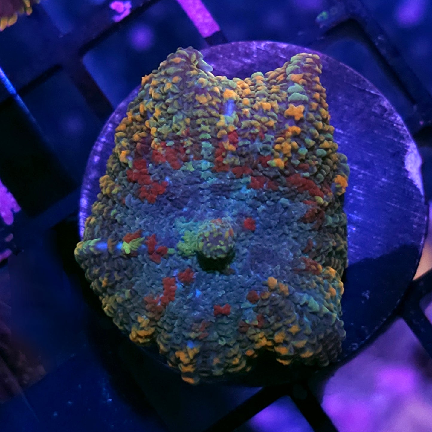 Mayan Calendar Mushroom RARE