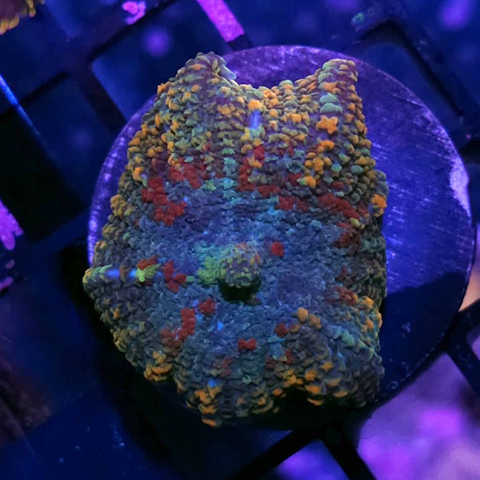 Mayan Calendar Mushroom RARE