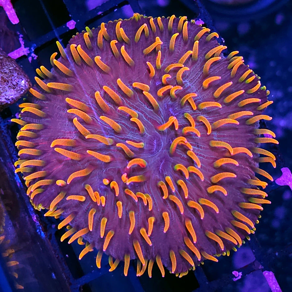 Unicorn Hair Diaseris Plate