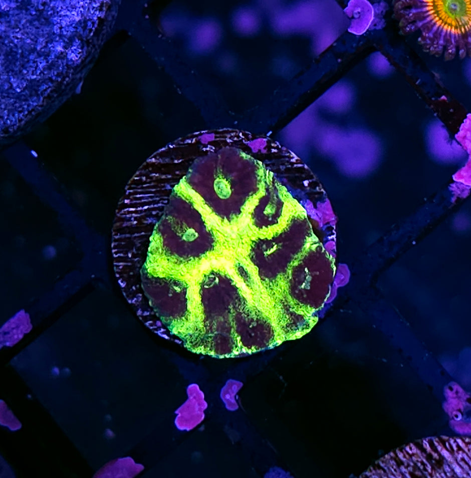 ECC Purple People Eater Favia